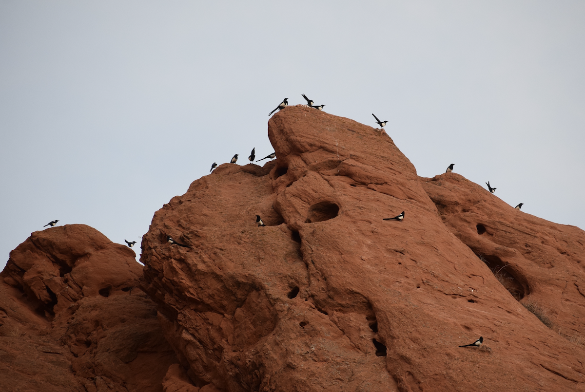 Black-billed Magpie - ML647515735