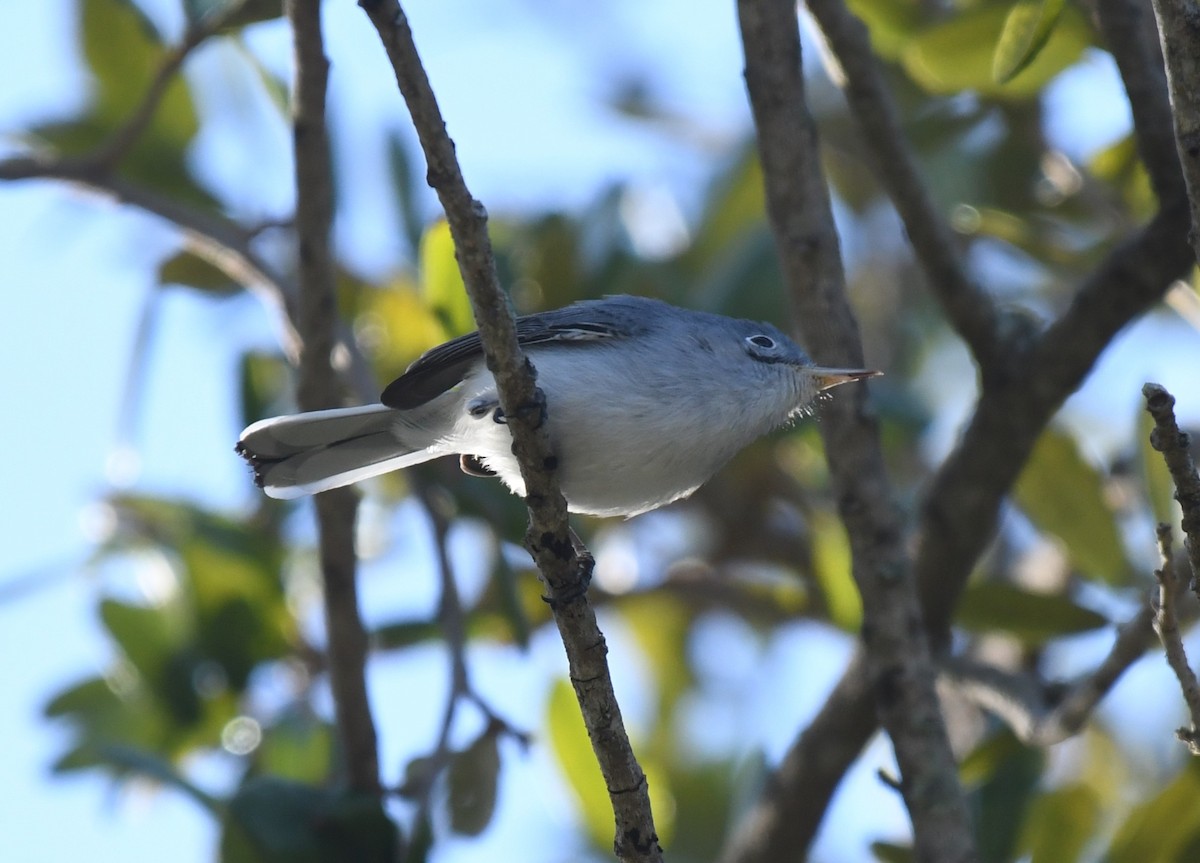 Blue-gray Gnatcatcher - ML647515736