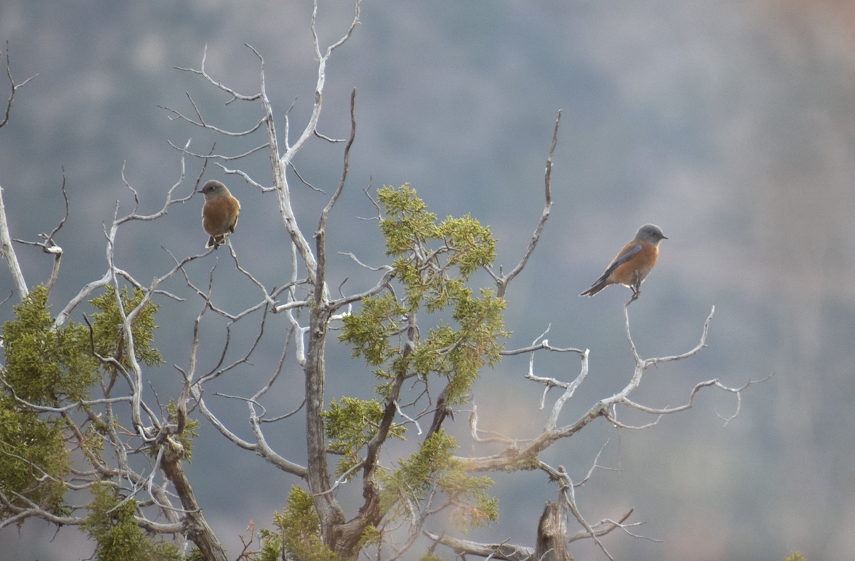 Western Bluebird - ML647515737