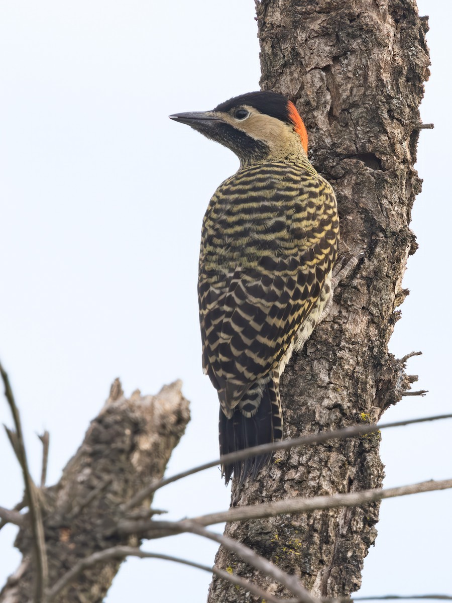 Green-barred Woodpecker (Golden-breasted) - ML647515738