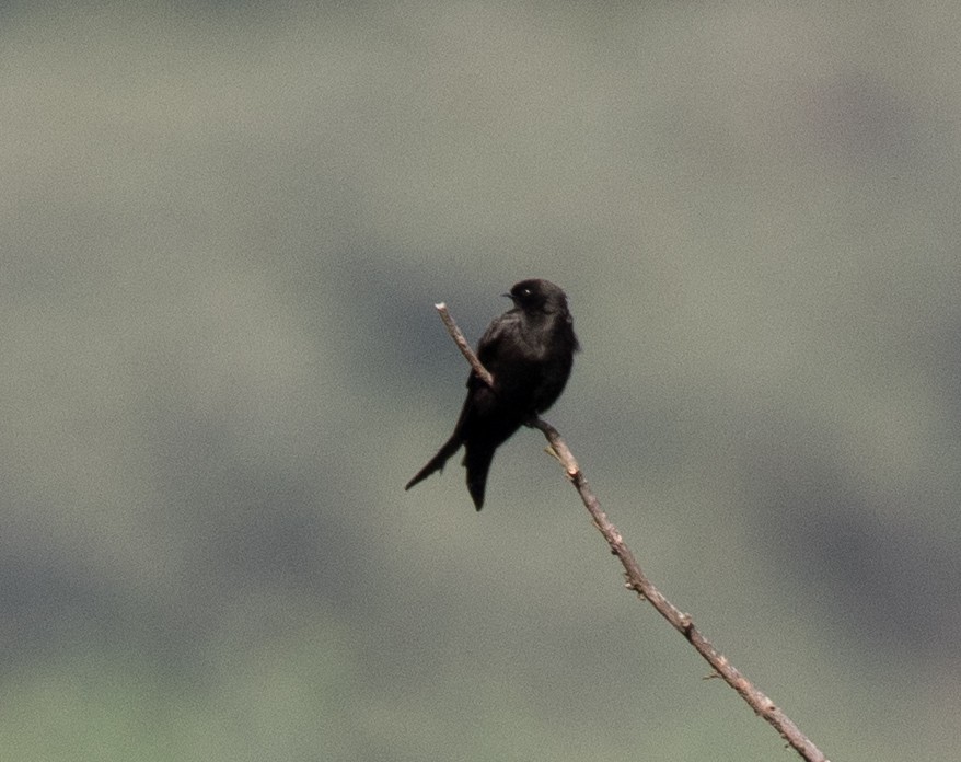 Black Sawwing - ML647515740