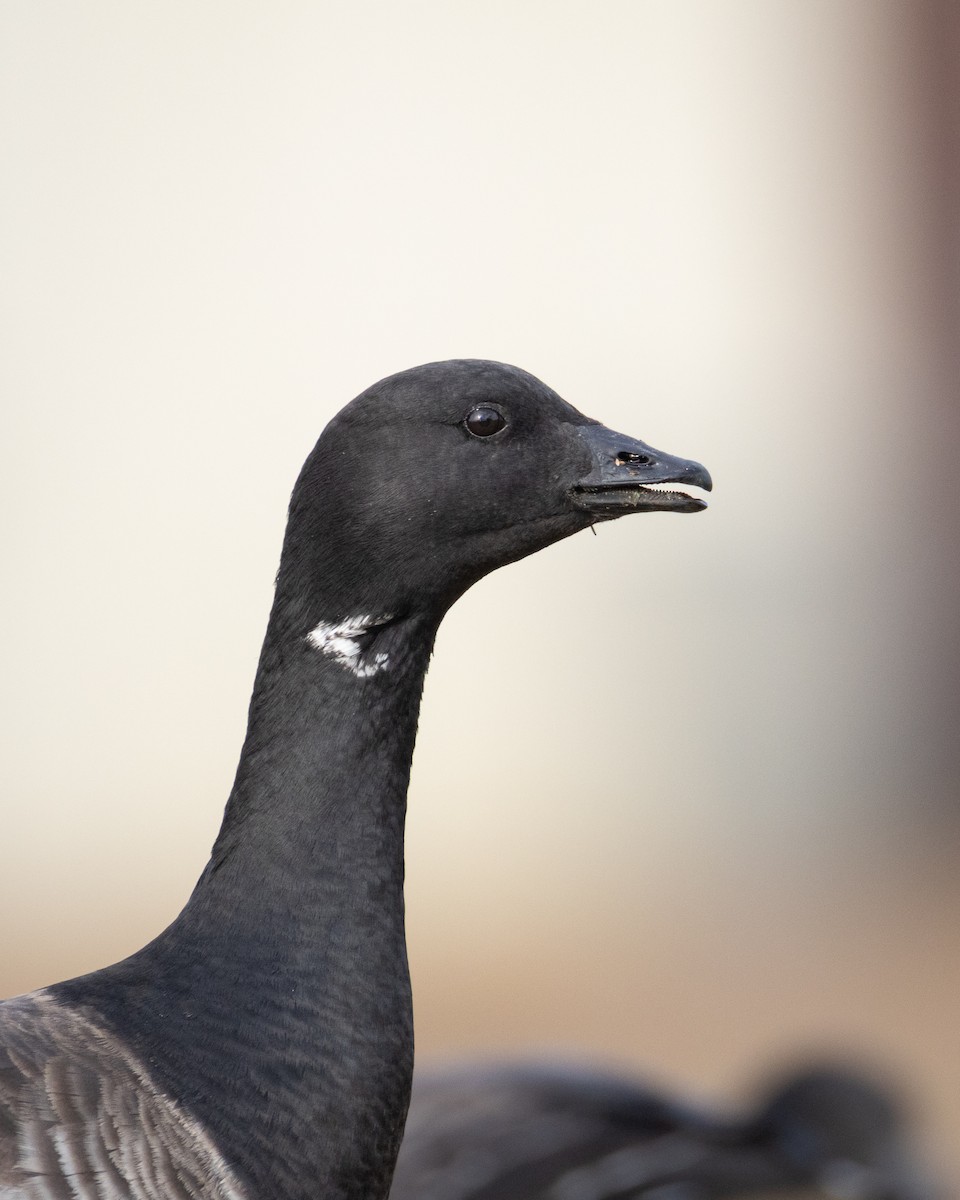 Brant (Pale-bellied) - ML647515741
