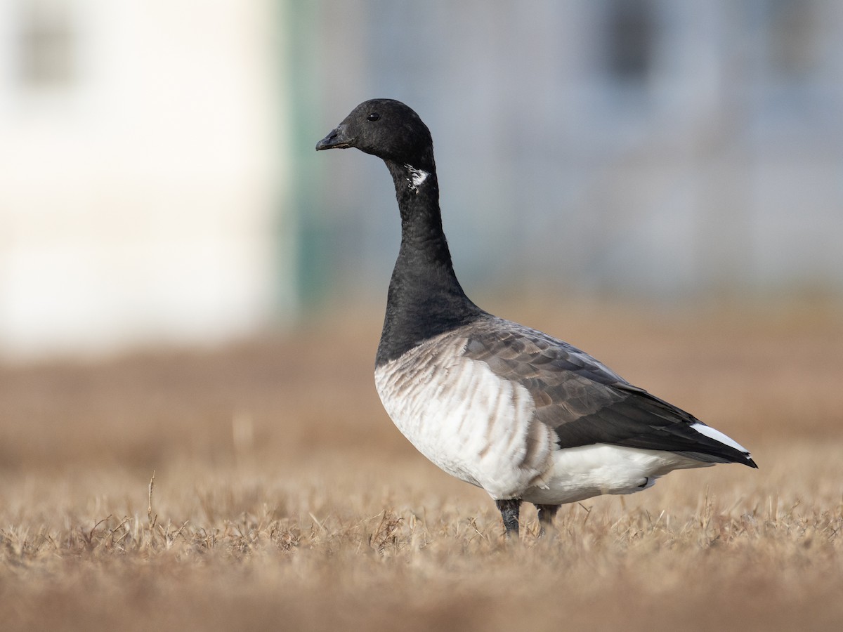 Brant (Pale-bellied) - ML647515743