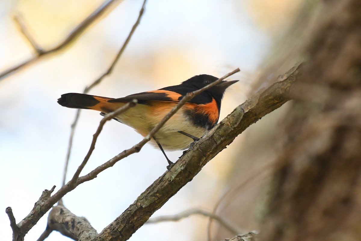 American Redstart - ML647515744
