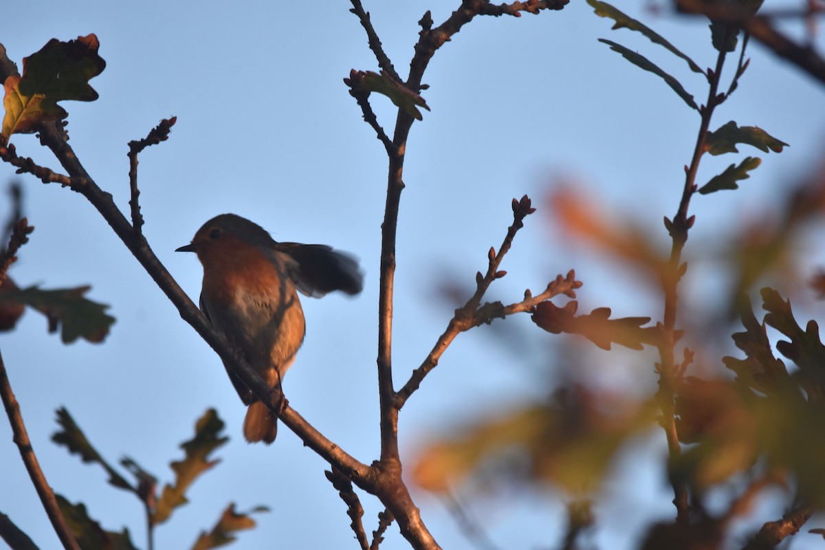 European Robin - ML647515750