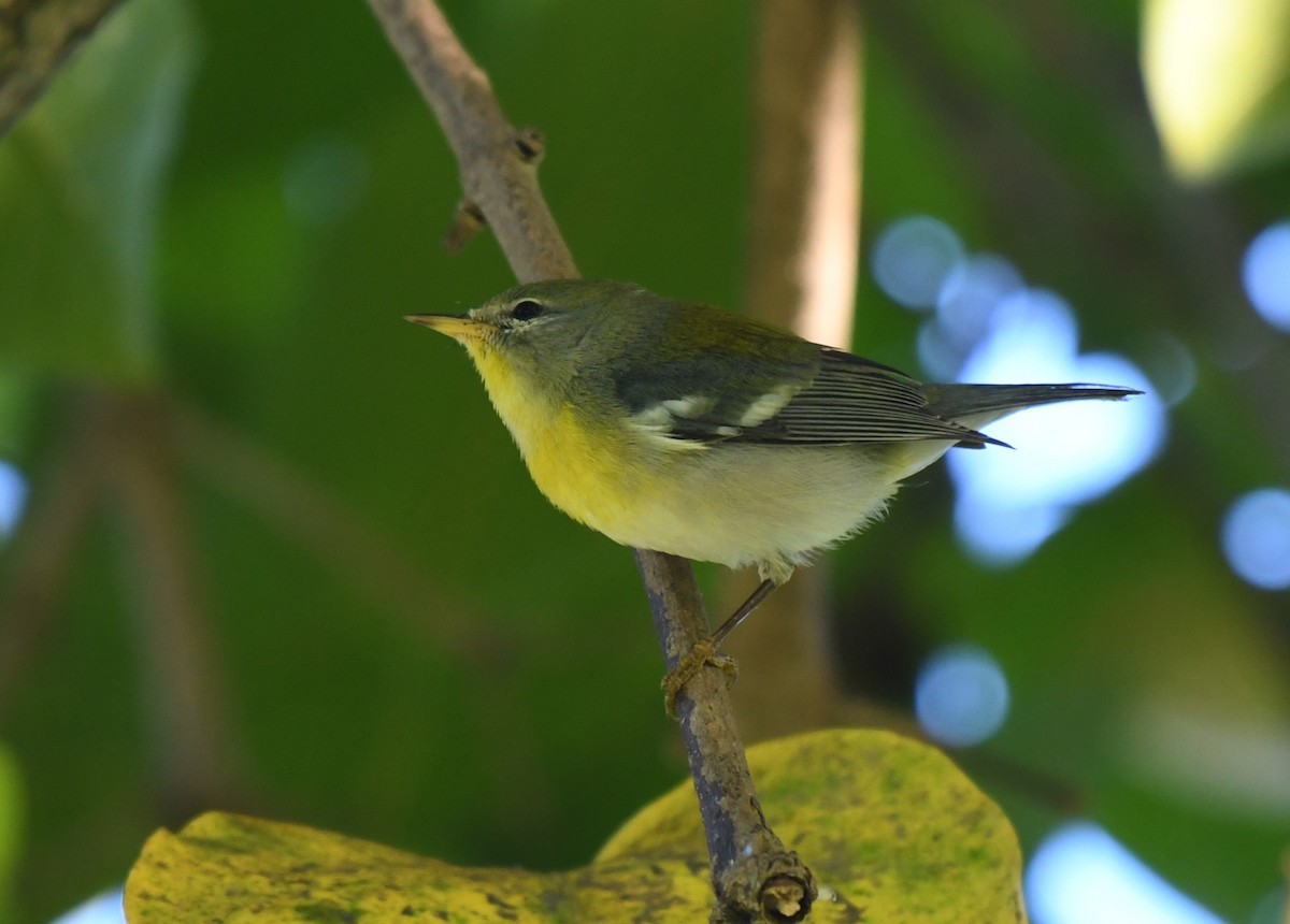 Northern Parula - ML647515753