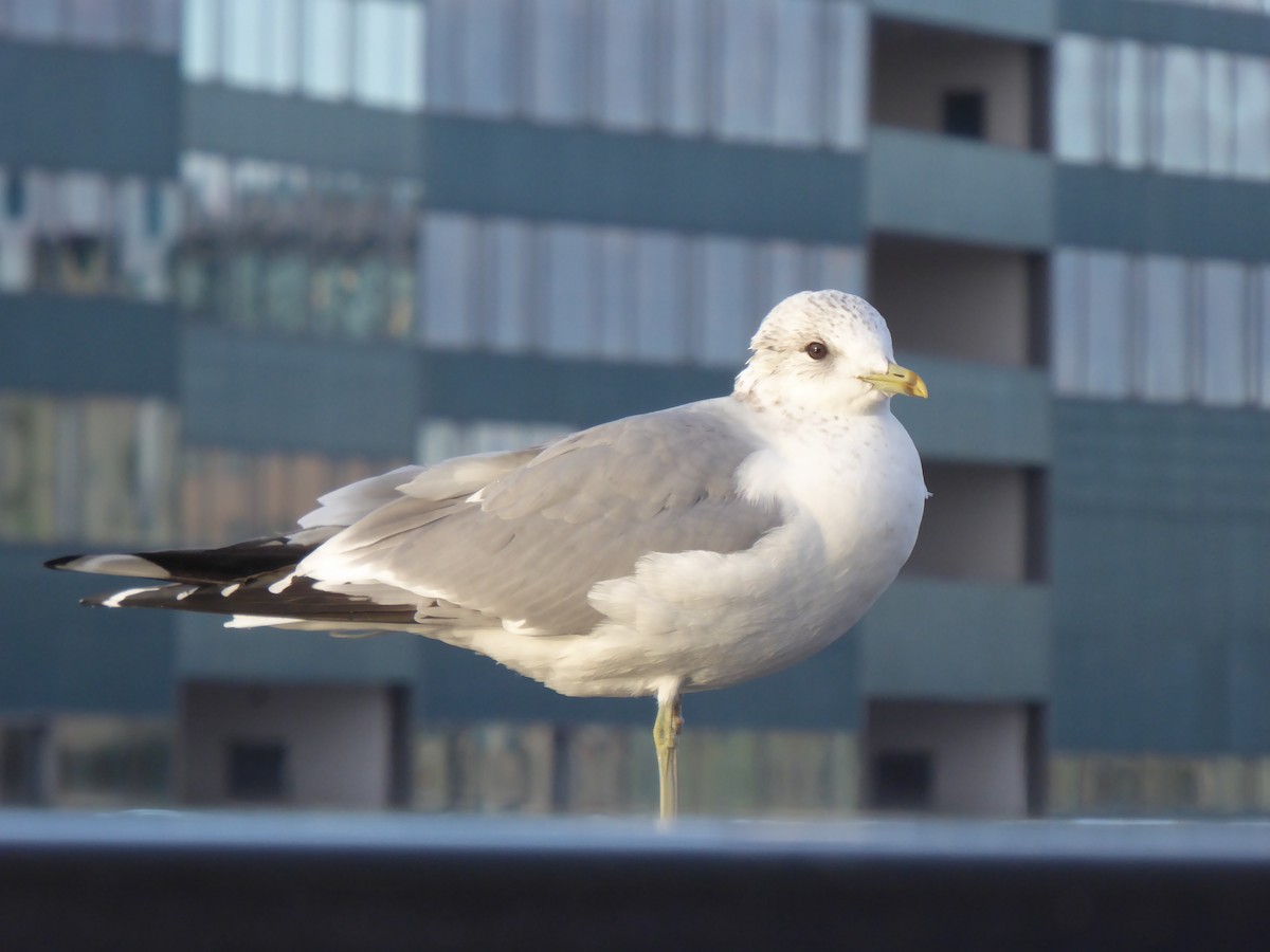 Common Gull - ML647515755