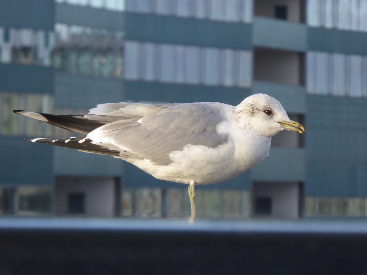Common Gull - ML647515756