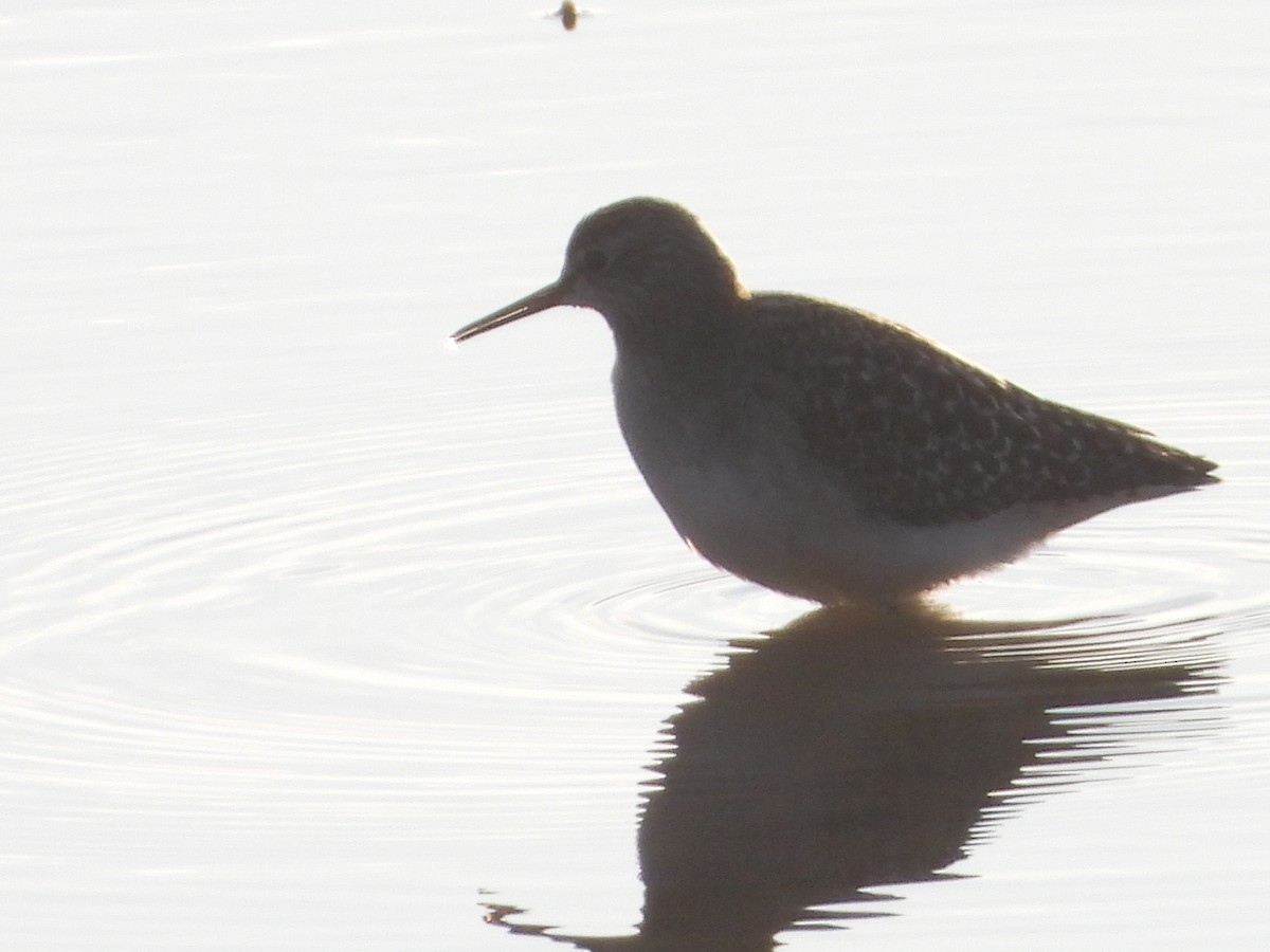 Wood Sandpiper - ML647515758