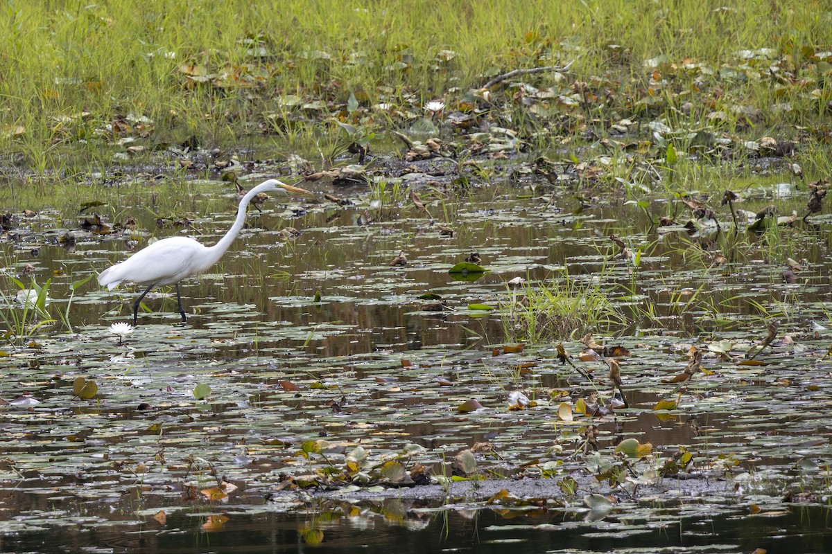 Great Egret - ML647515759