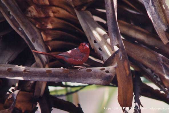 Crimson Finch - ML647515760