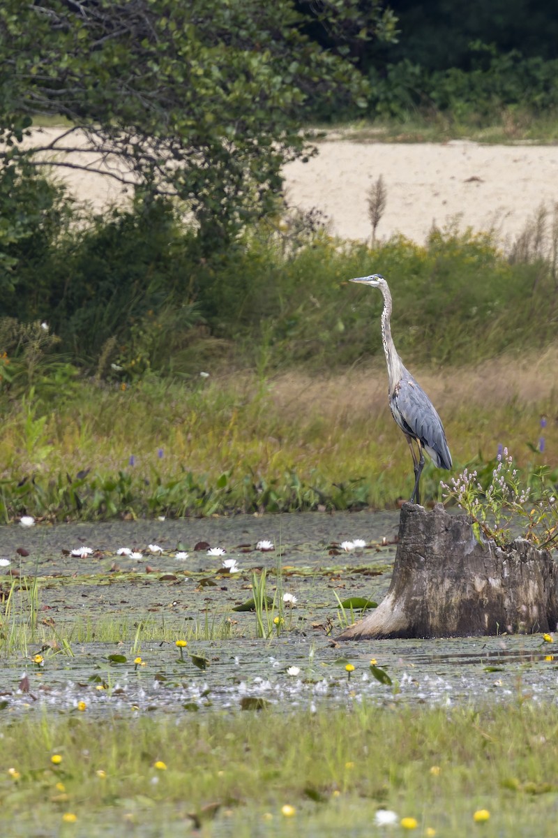 Great Blue Heron - ML647515762