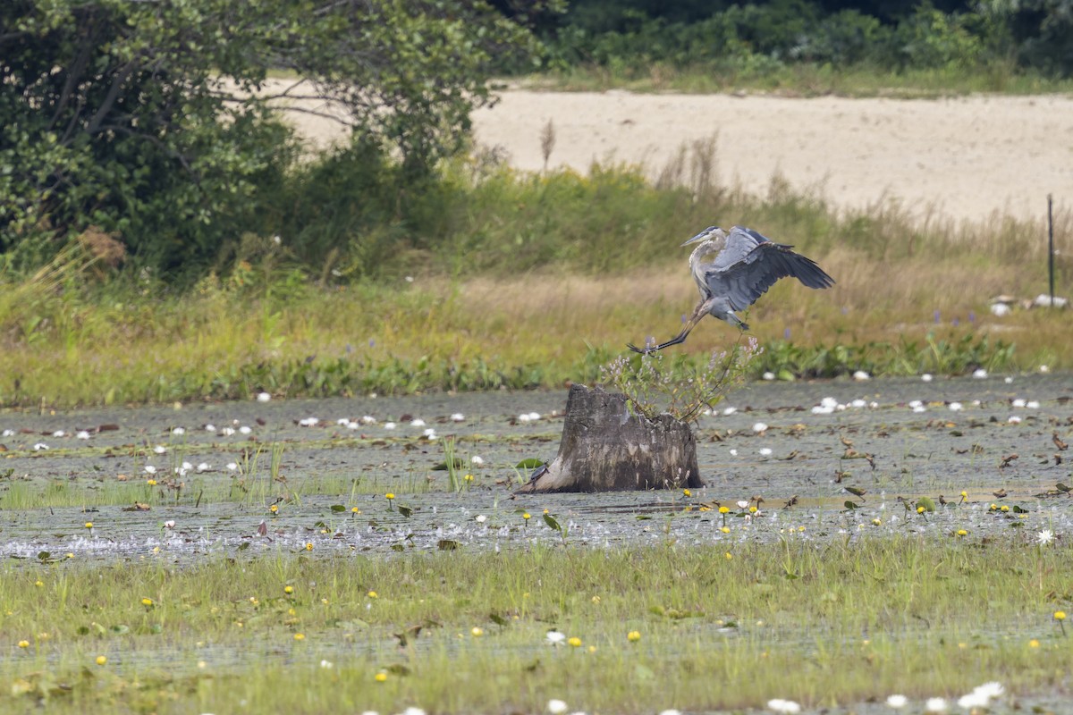 Great Blue Heron - ML647515763