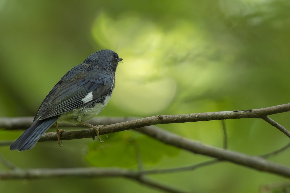 Black-throated Blue Warbler - ML647515766