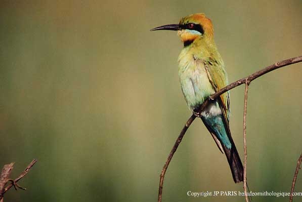 Rainbow Bee-eater - ML647515767