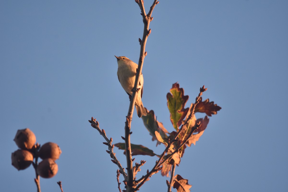 Common Chiffchaff - ML647515768