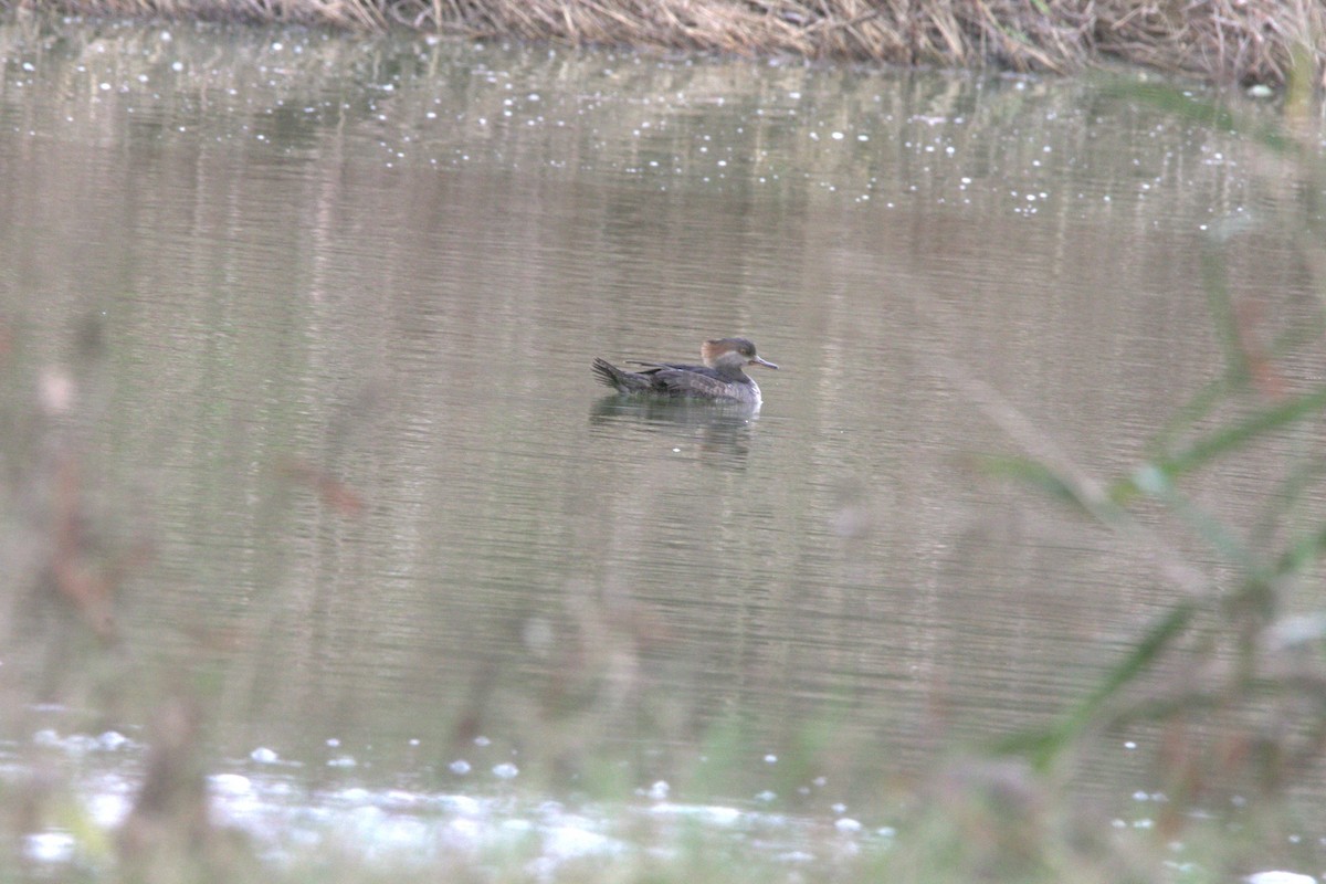 Hooded Merganser - ML647515770