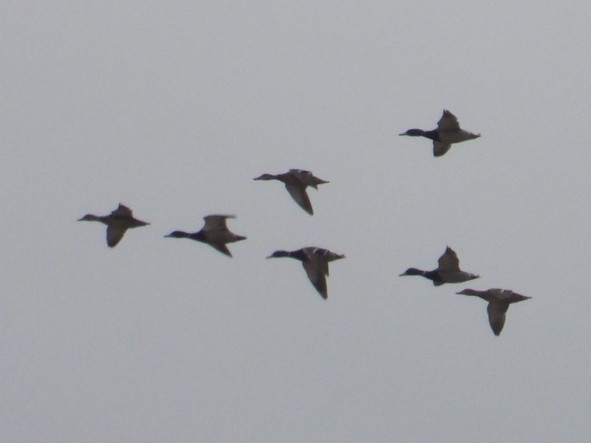 Mallard - ML647515771