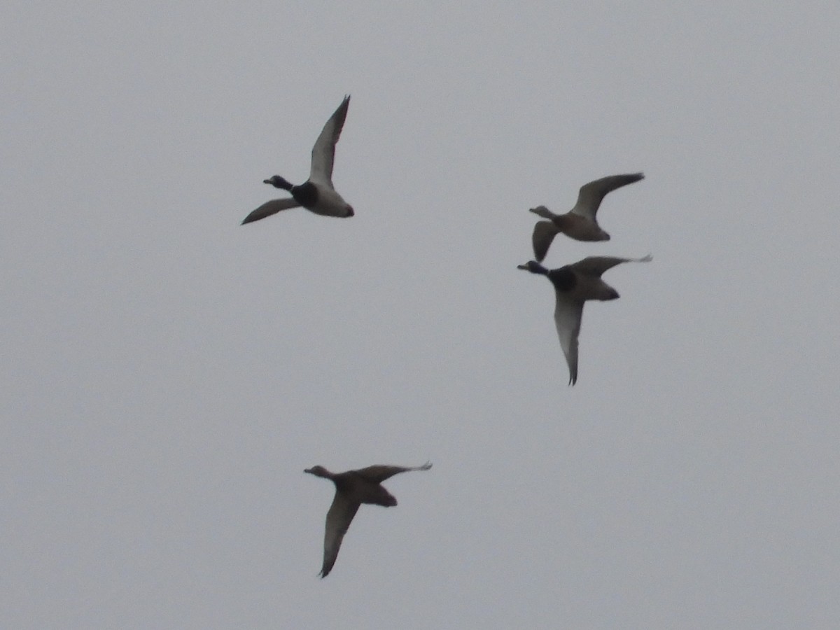 Mallard - ML647515772