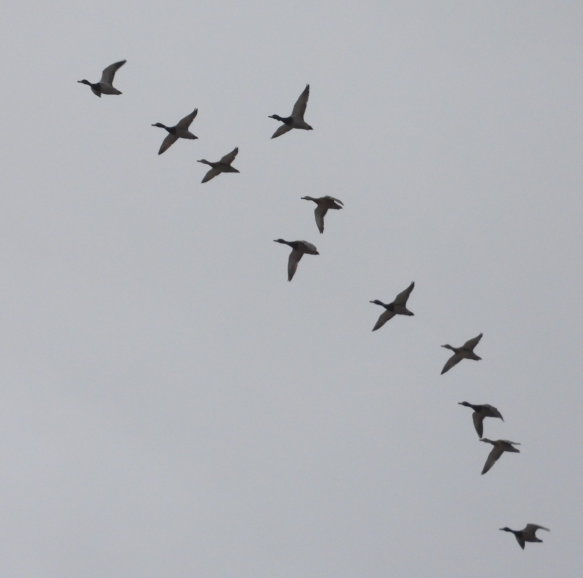 Mallard - ML647515773