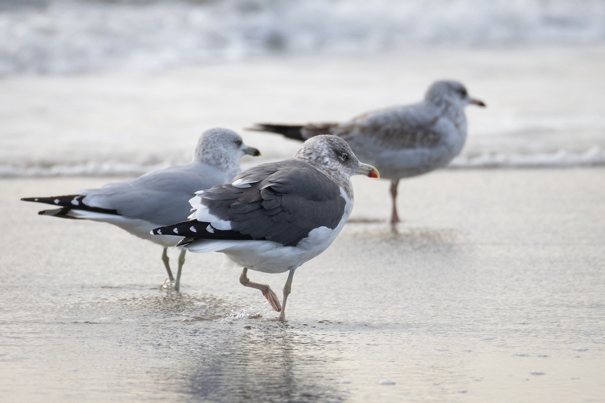 Lesser Black-backed Gull - ML647515774