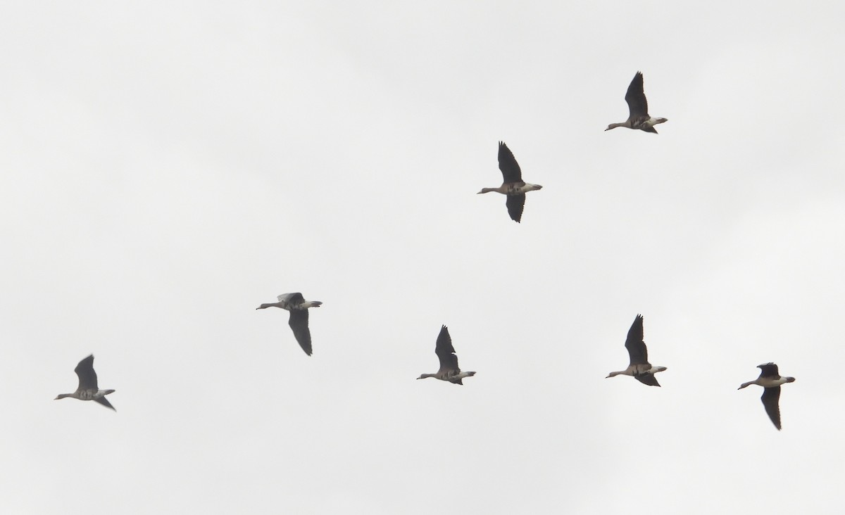 Greater White-fronted Goose - ML647515775