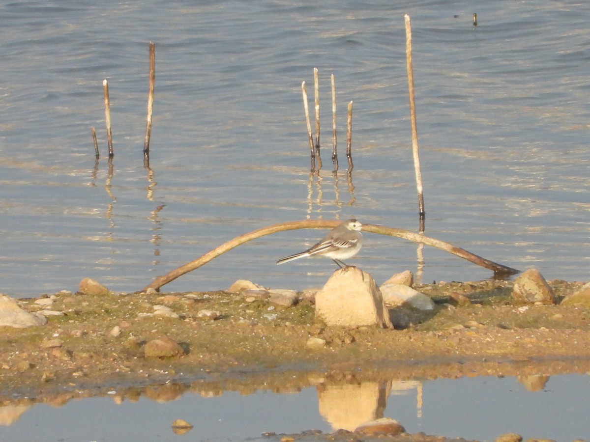 White Wagtail - ML647515776