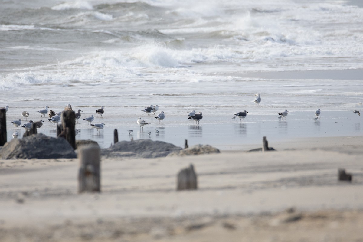 Lesser Black-backed Gull - ML647515777