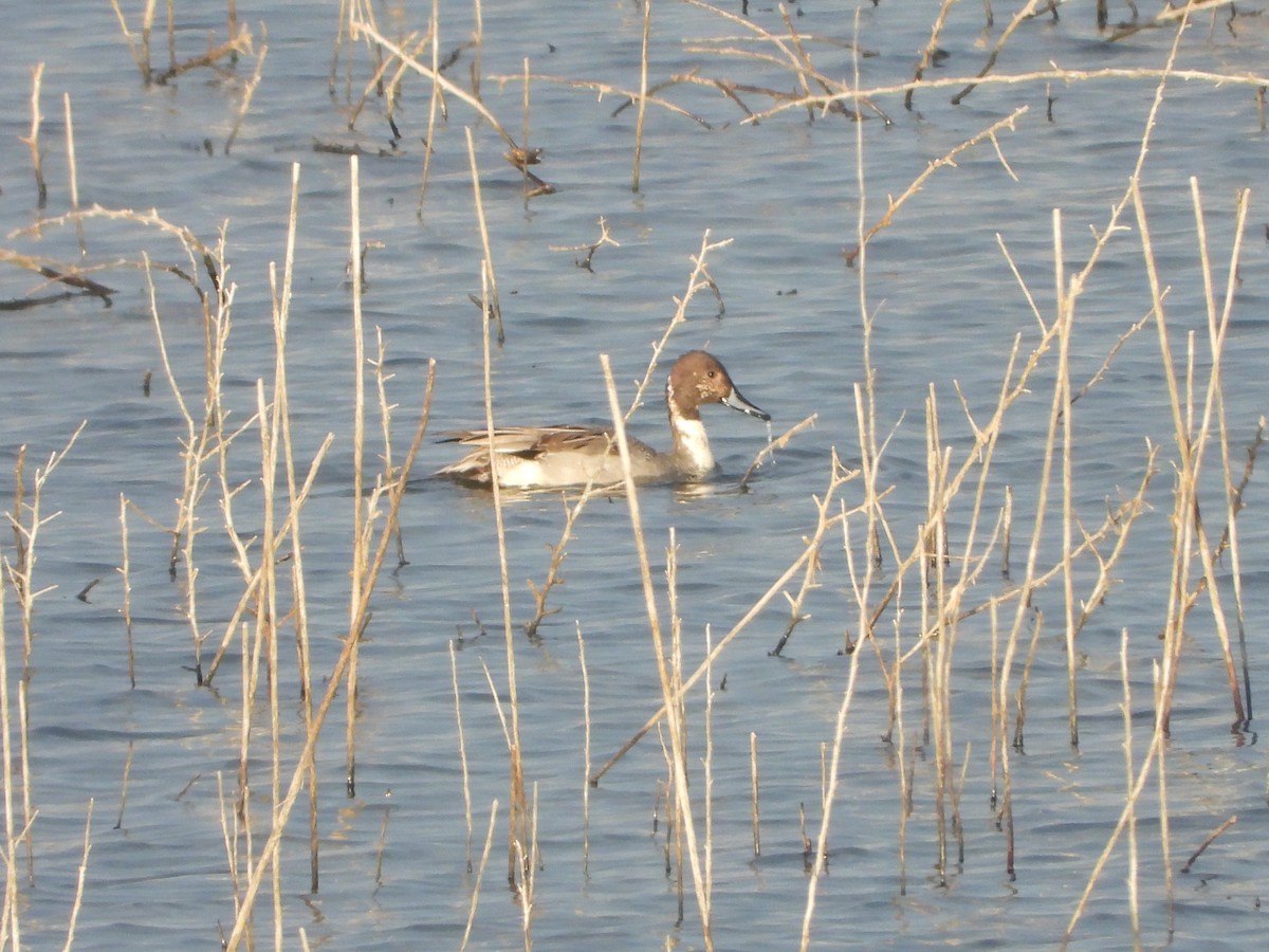 Northern Pintail - ML647515780