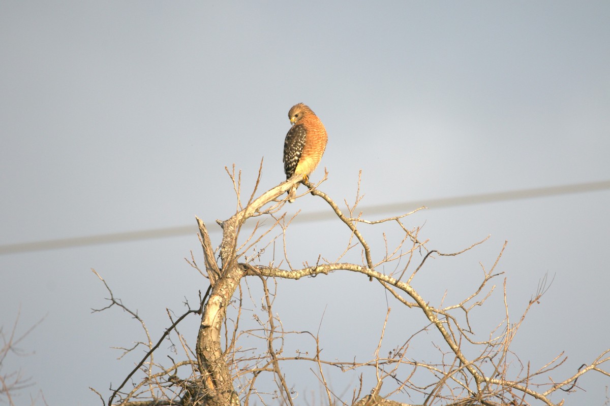 Red-shouldered Hawk - ML647515781