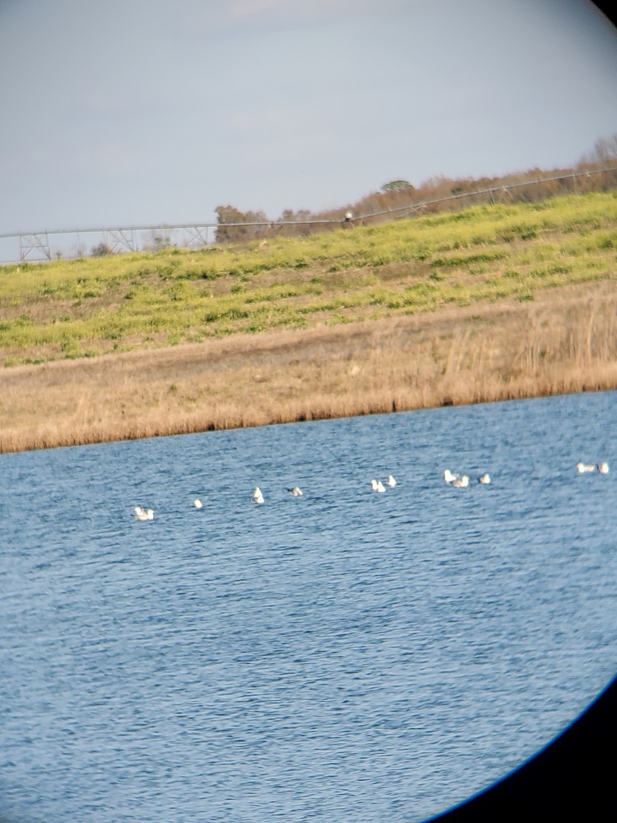Ring-billed Gull - ML647515782