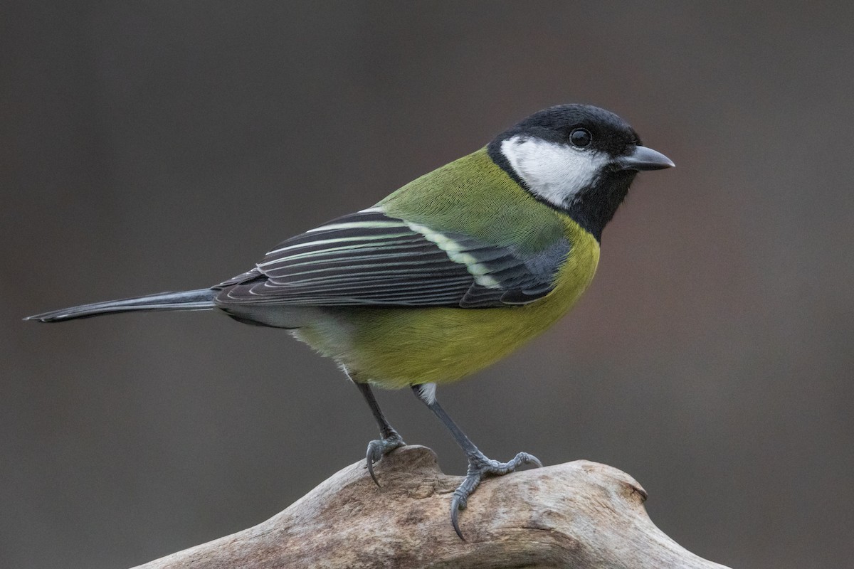 Great Tit - ML647515783