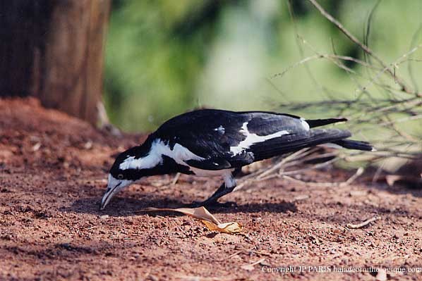 Magpie-lark - ML647515786