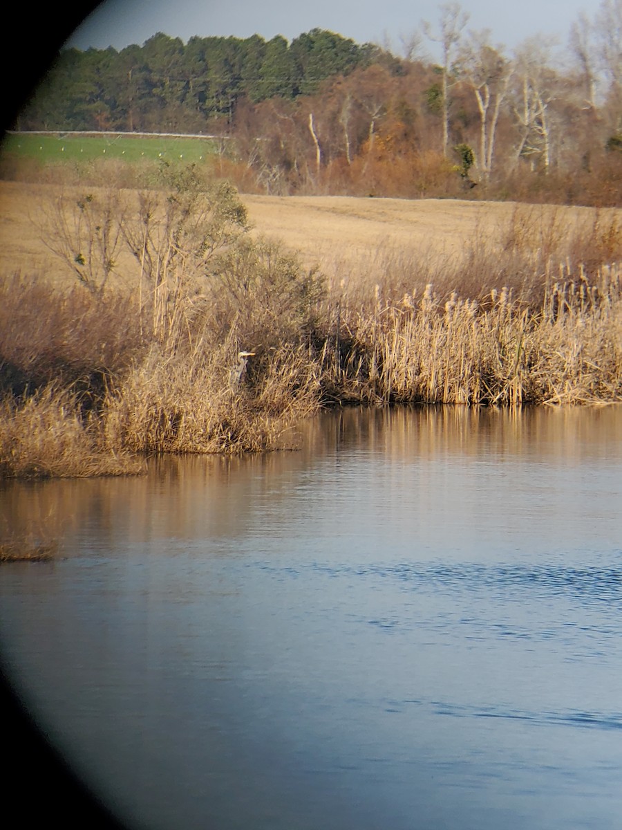 Great Blue Heron - ML647515787