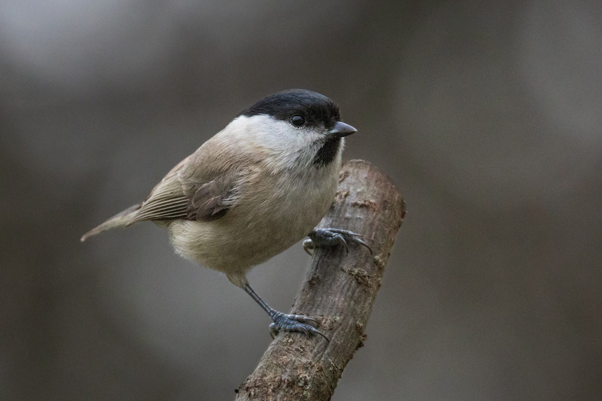 Marsh Tit - ML647515788