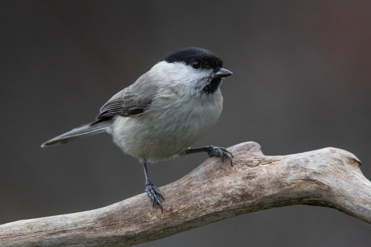 Marsh Tit - ML647515789