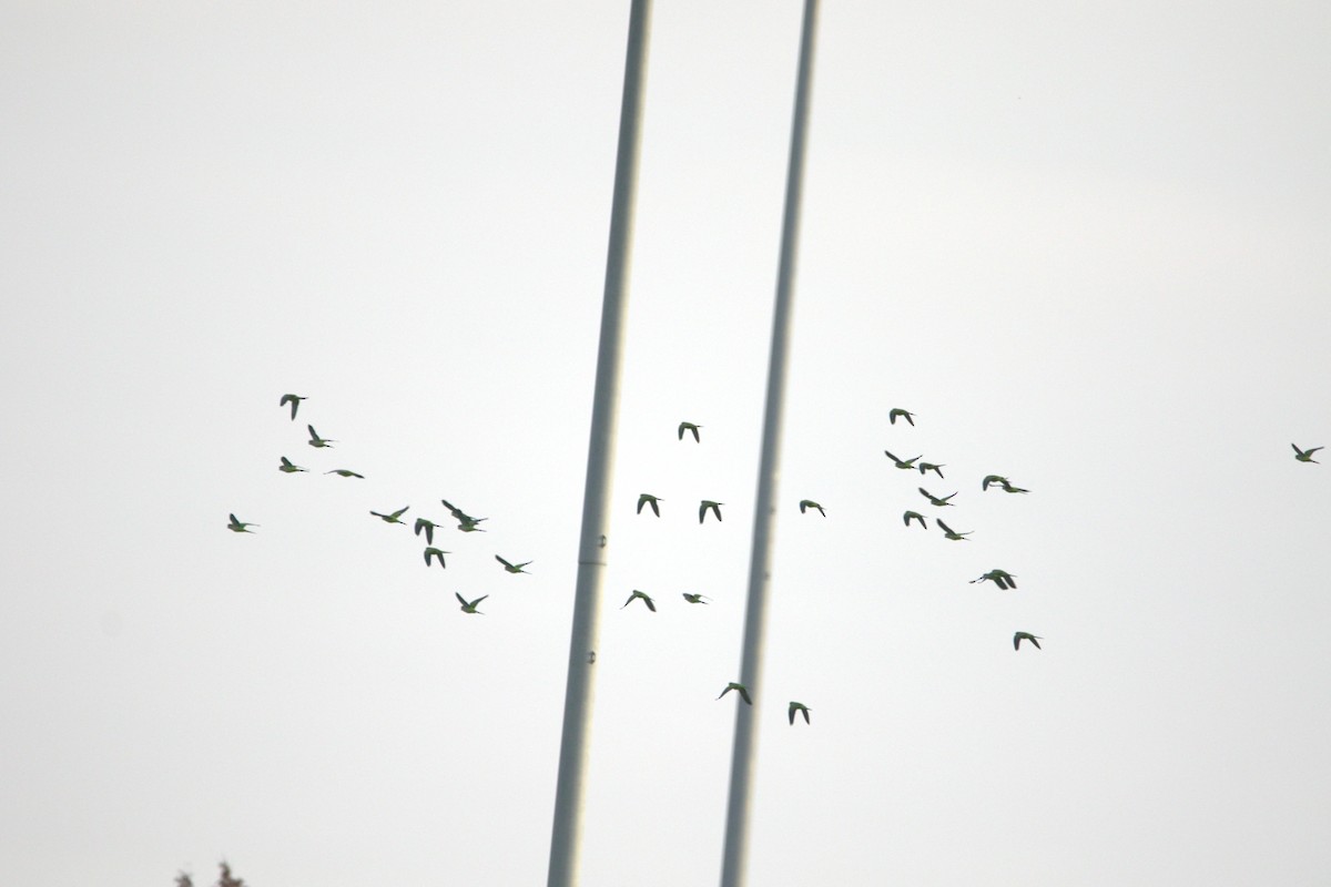 Mönchssittich - ML647515807