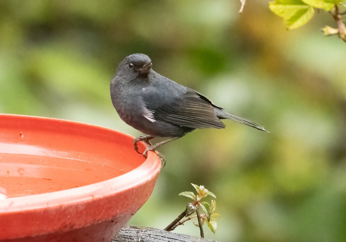 Pinchaflor Flanquiblanco - ML647515810