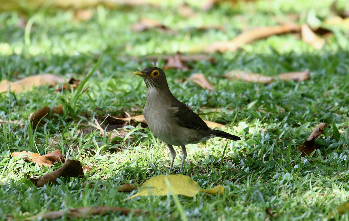 Spectacled Thrush - ML647515821