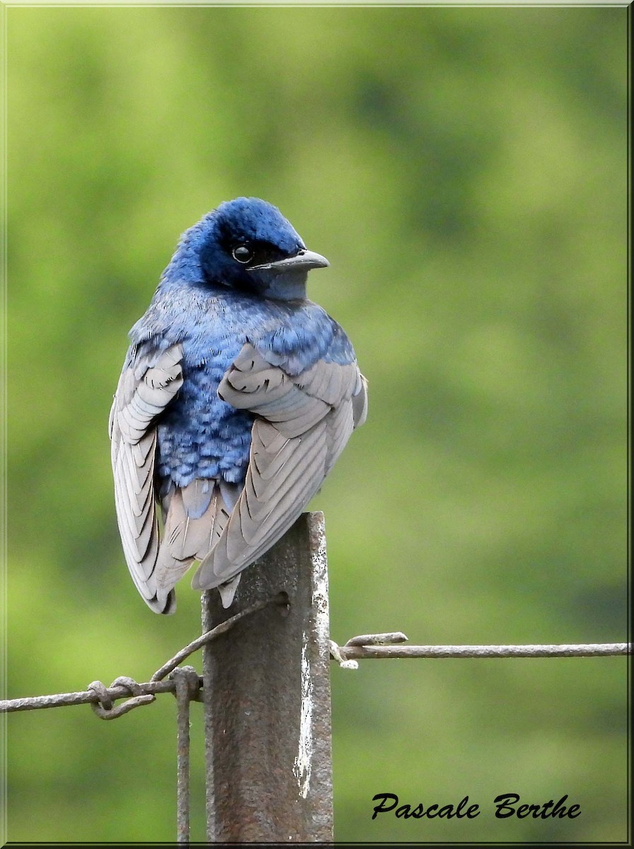Purple Martin - ML647515823