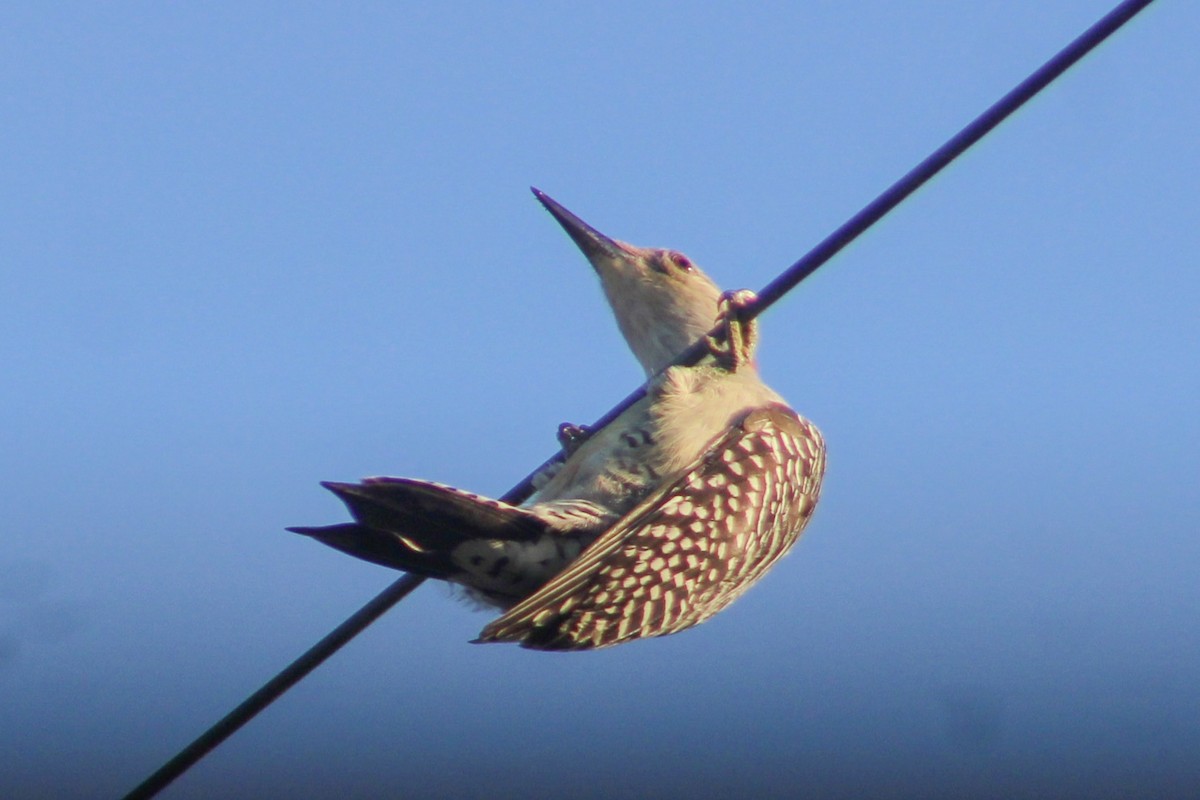 lundspett - ML647515834