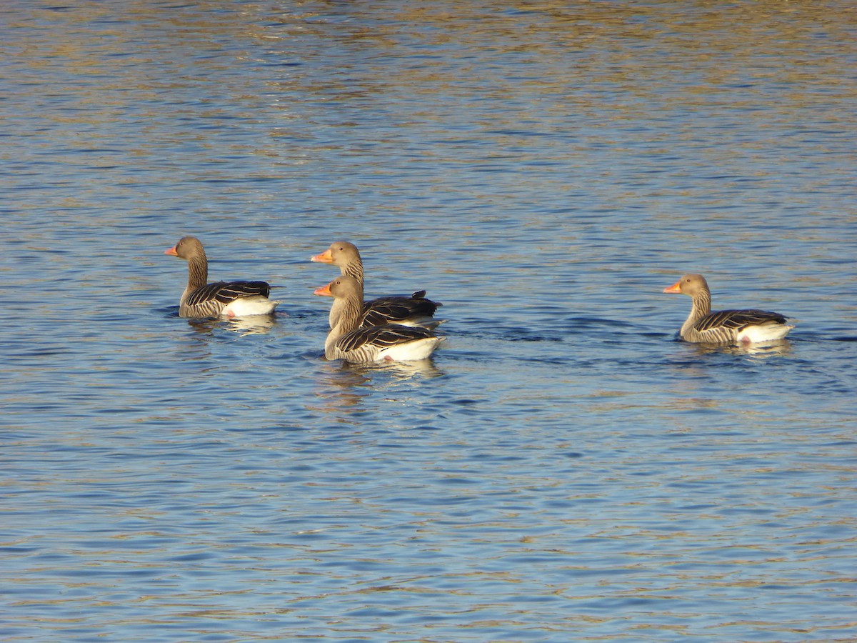 Graylag Goose - ML647515837