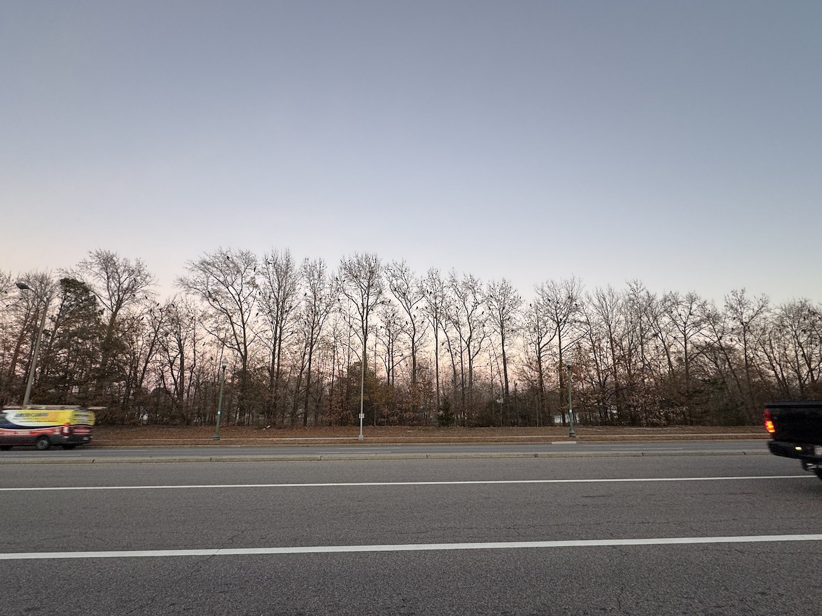 Double-crested Cormorant - ML647515872