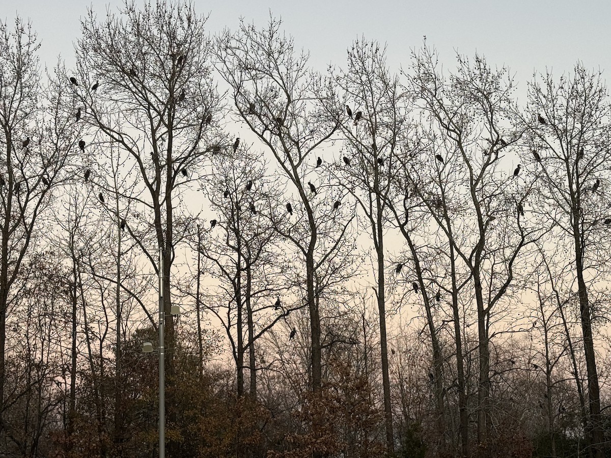 Double-crested Cormorant - ML647515873