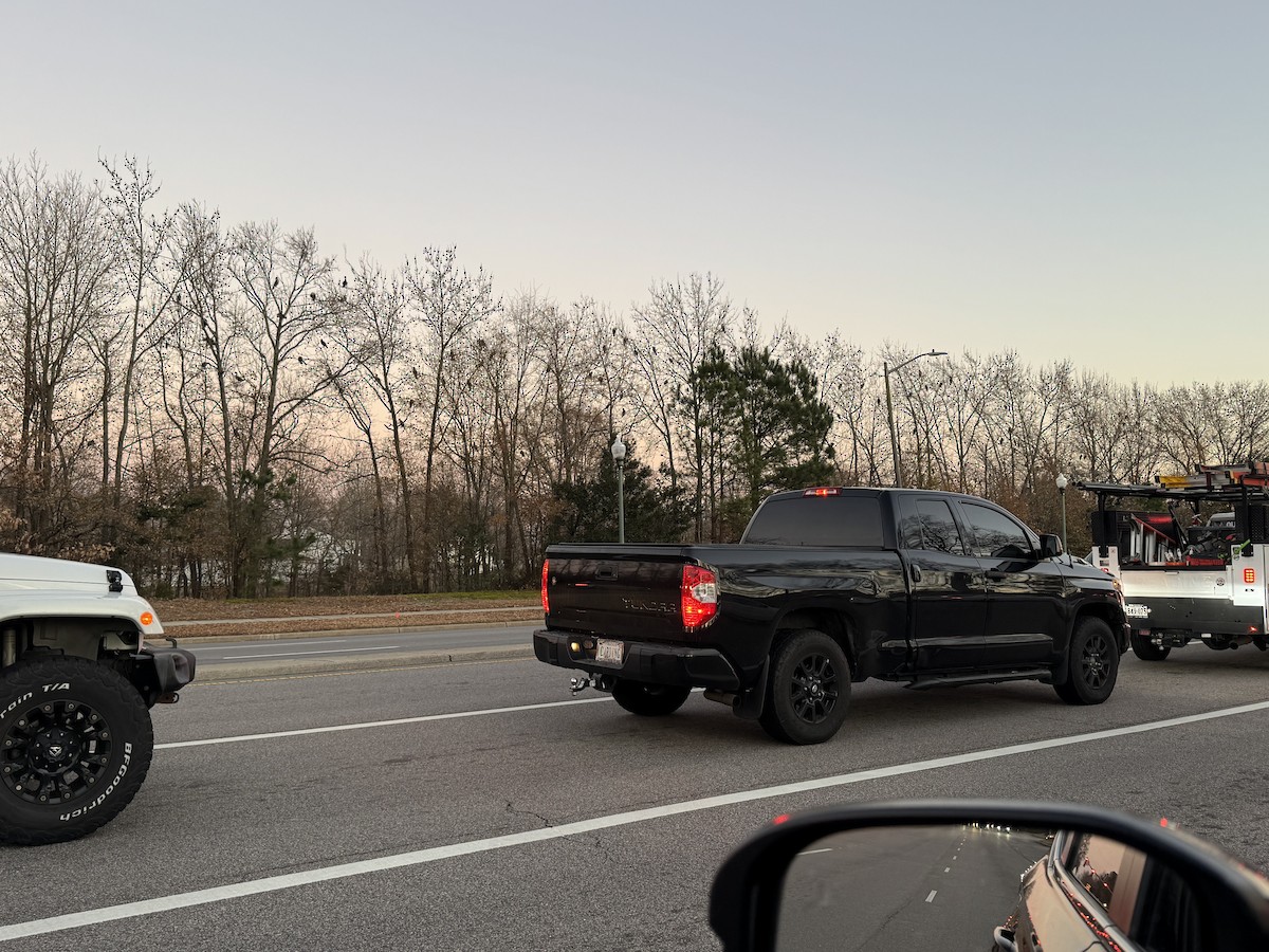 Double-crested Cormorant - ML647515875