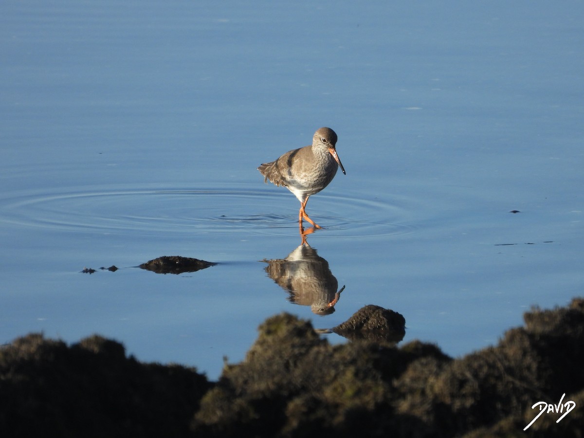 Common Redshank - ML647515907