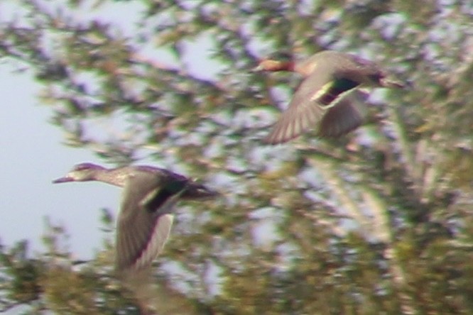 Green-winged Teal - ML647515911