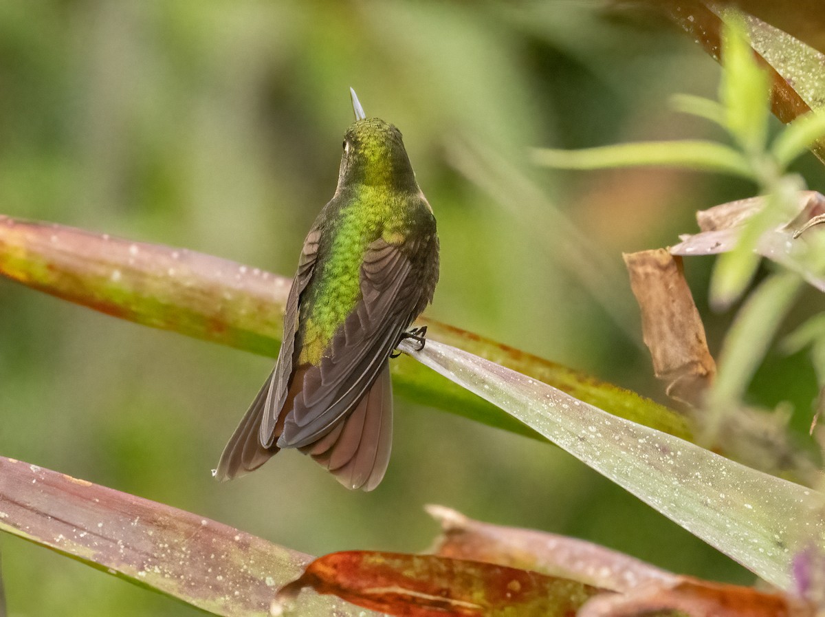 Tyrian Metaltail - ML647515912