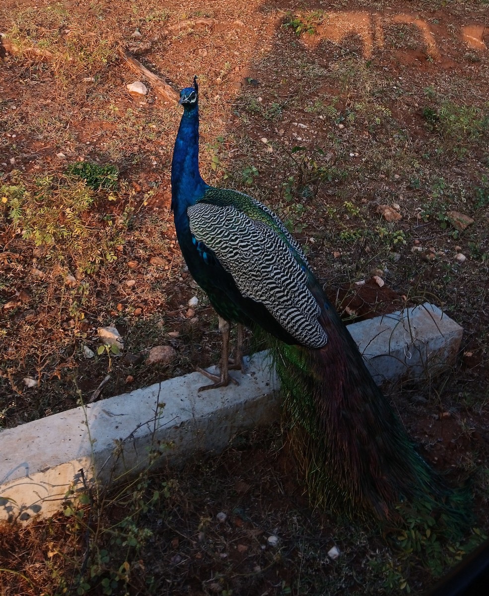 Indian Peafowl - ML647515913