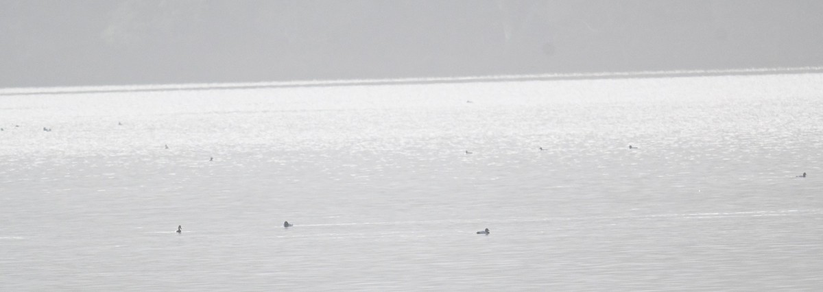 duck sp. - ML647515914